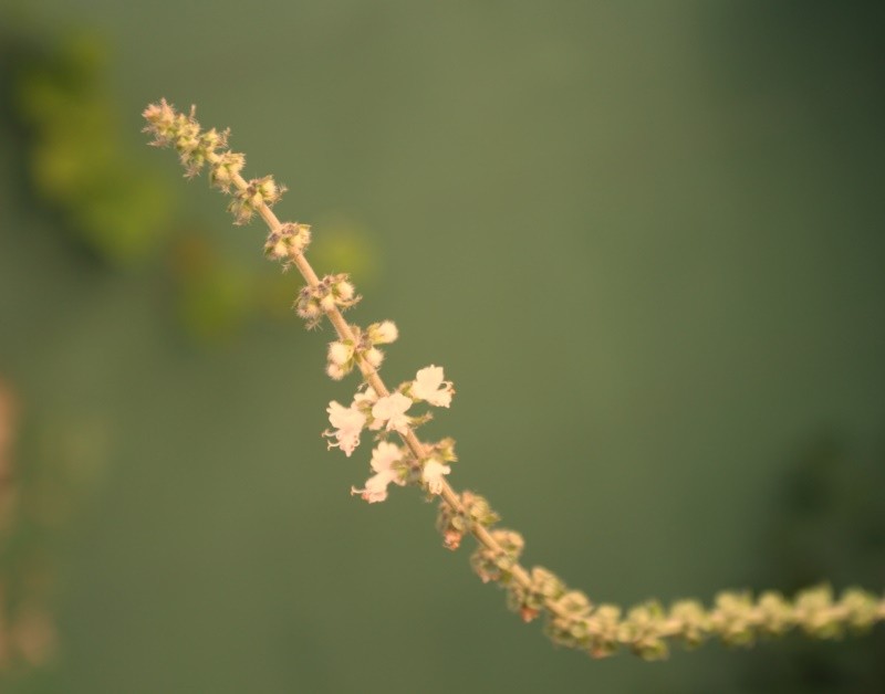 "Flores do manjerico ( albahaca ) fv. ler........" de Decio Badari