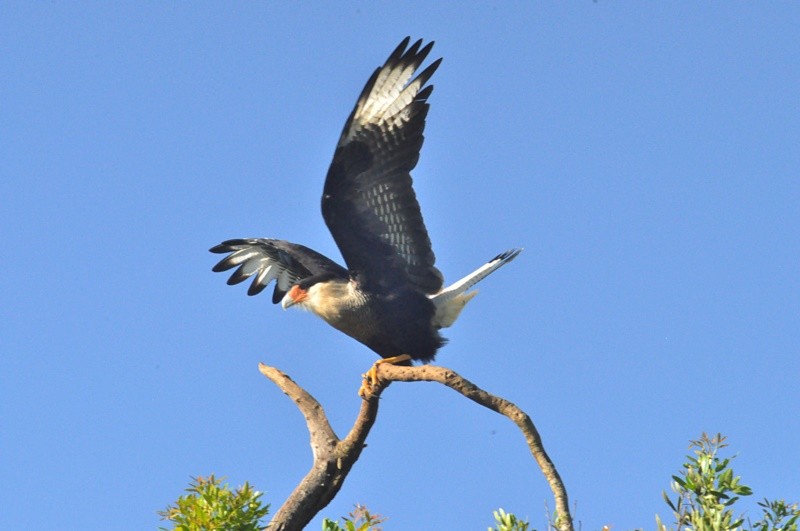 "Um pouso perfeito para o fotografo......." de Decio Badari