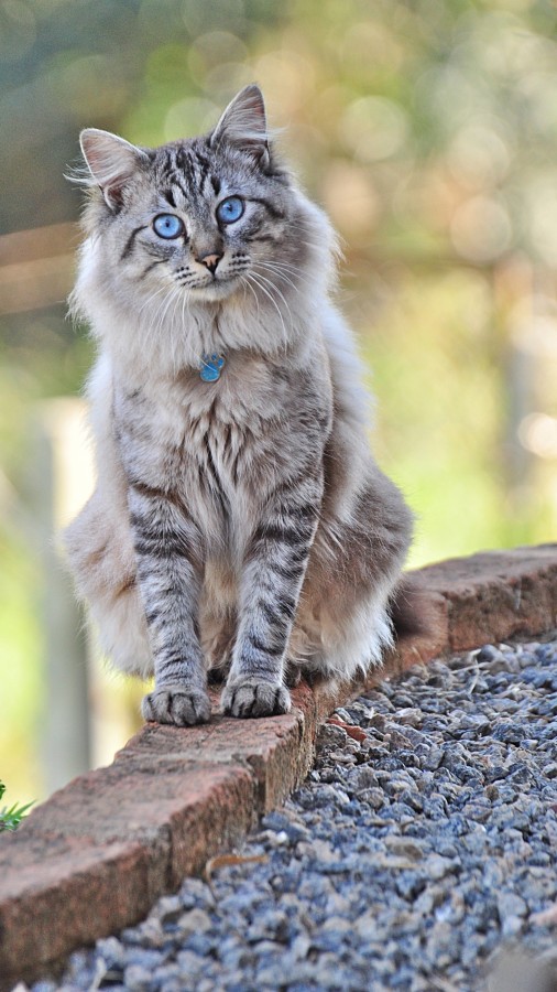 "Gatos so poemas ambulantes......." de Decio Badari