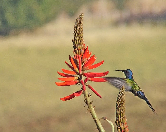 "O Beija-flor  atrado por esta especie......" de Decio Badari