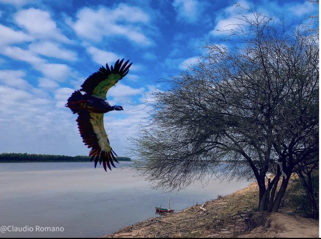 "Vuelo rasante.." de Claudio Romano