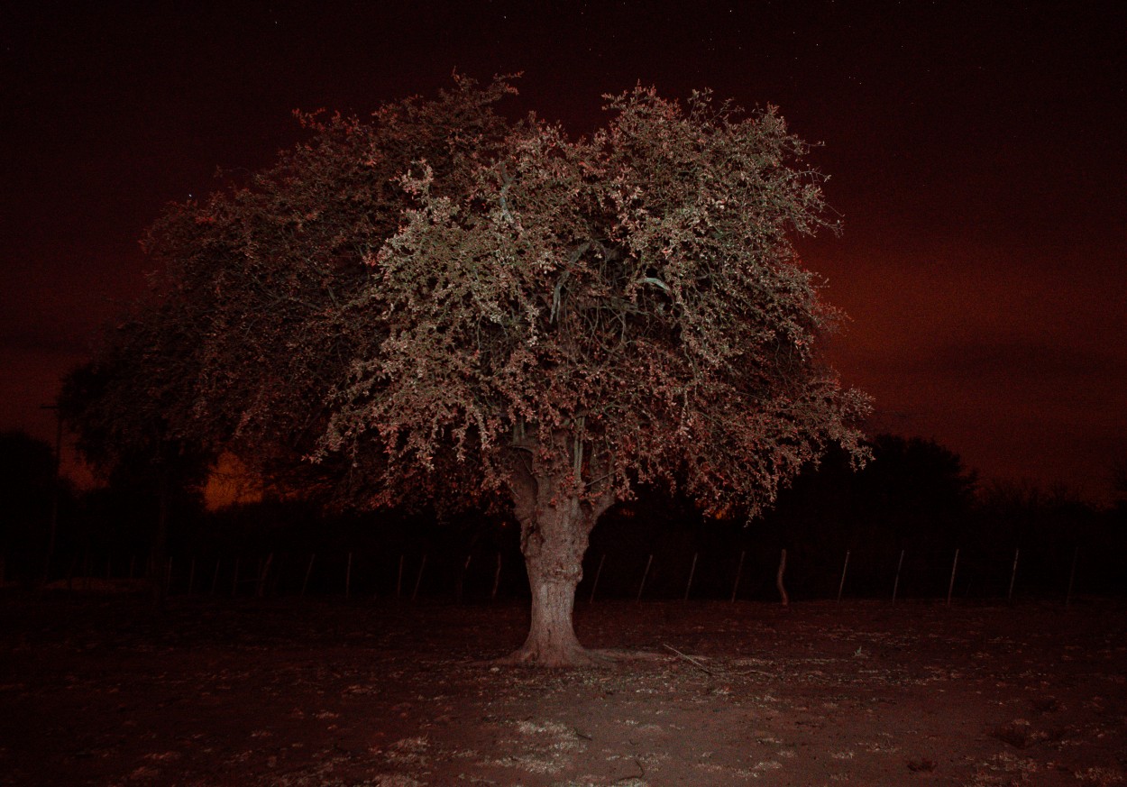 "Arbol del Norte" de Diego Ruiz