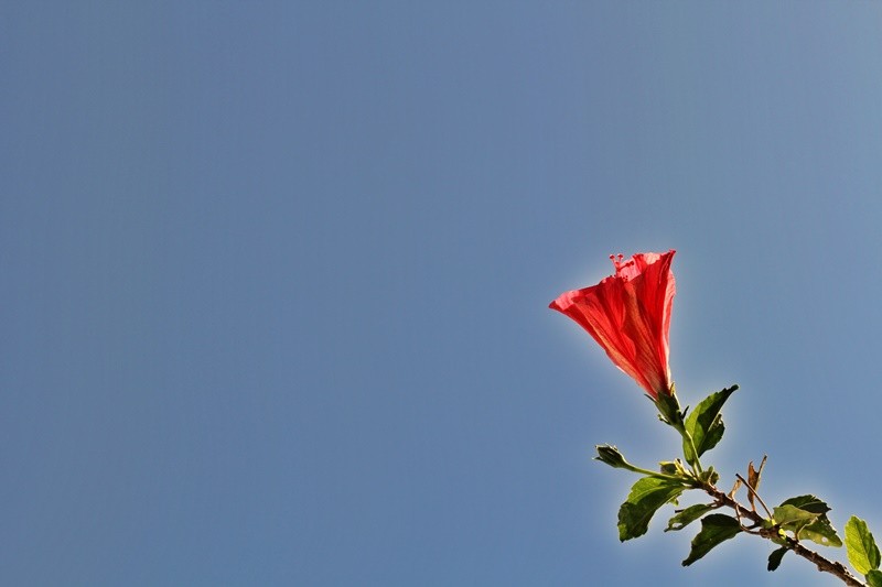 "O florescer da flor do hibisco e seu significado.." de Decio Badari