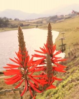 Mulungu-do-litoral  Erythrina speciosa.........