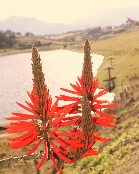 "Mulungu-do-litoral  Erythrina speciosa........." de Decio Badari