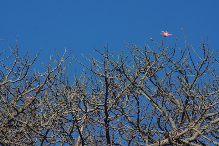 "A primeira na enorme Paineira, vem a a Primavera." de Decio Badari