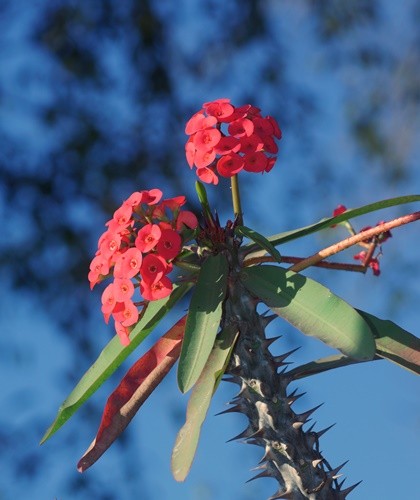 "Coroa-de-Cristo ( Euphorbia milii )" de Decio Badari