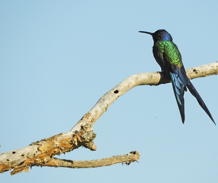 "Beija-flor-tesoura (Eupetomena macroura)........" de Decio Badari