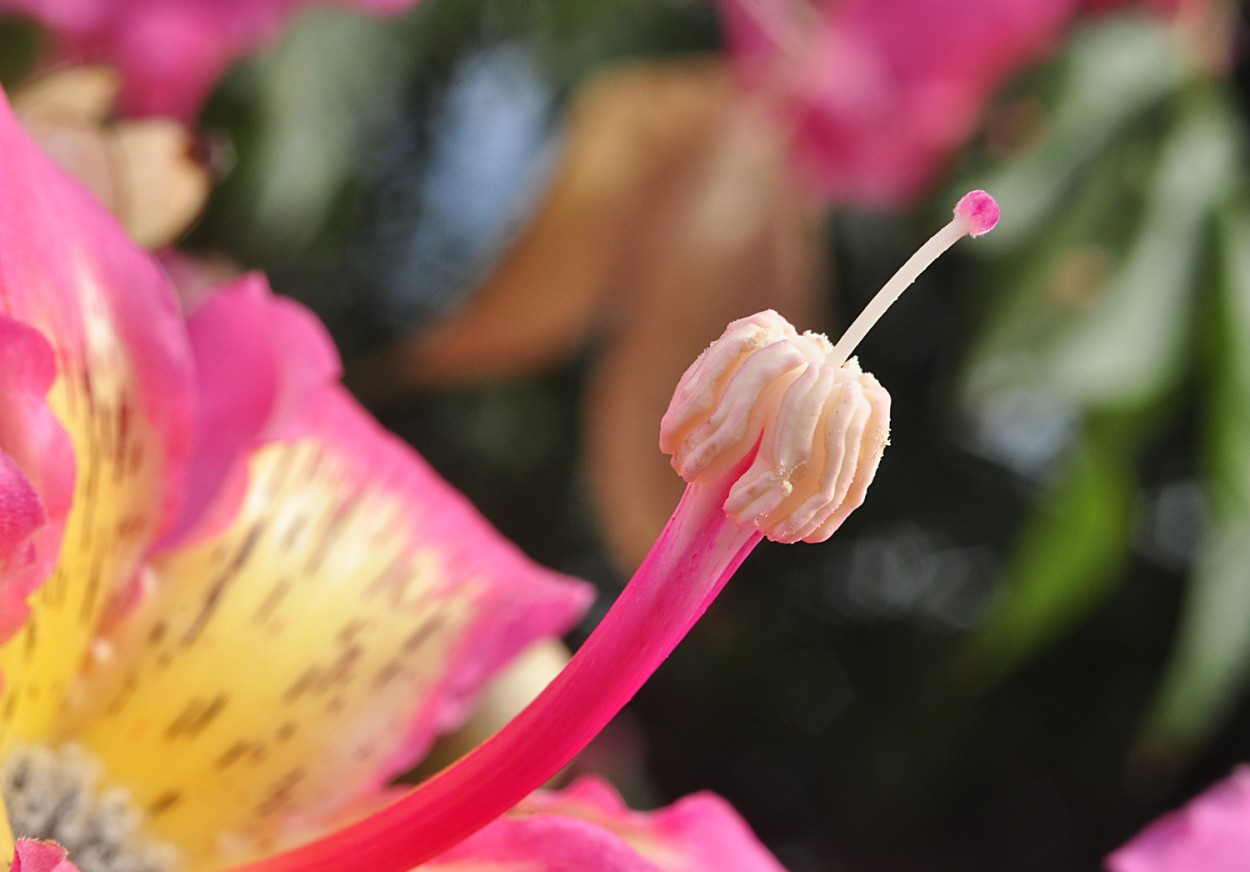 "A natureza sorri atravs das flores......" de Decio Badari