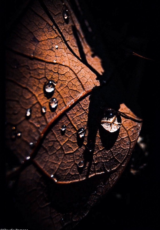 "Rastros de lluvia.." de Claudio Romano