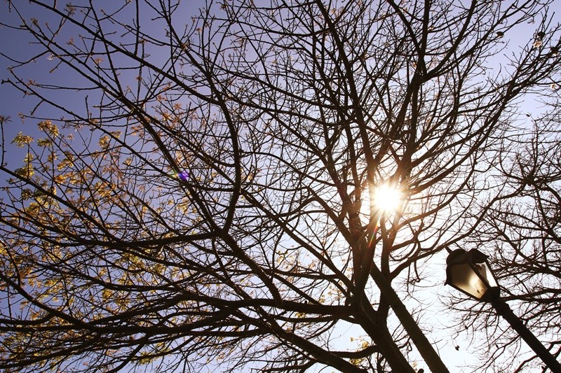 "Manh de Inverno, mas um prenuncio de Primavera..." de Decio Badari