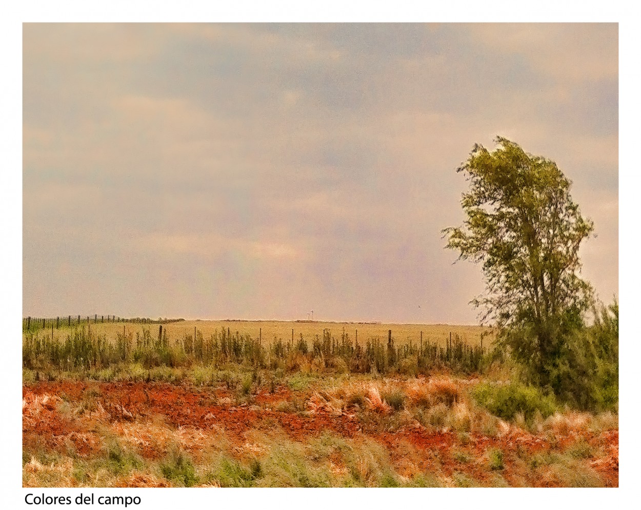 "Colores del campo" de Nora Lilian Iturbide ( Noral )