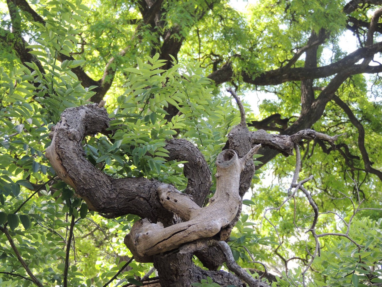 "arbol anudado" de Amparo Josefina Maggi