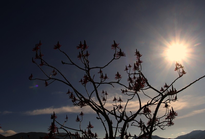 "O ` timido ` Sol da manh invernal....." de Decio Badari