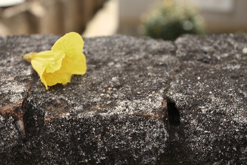 "Uma leve brisa, cai uma flor........" de Decio Badari