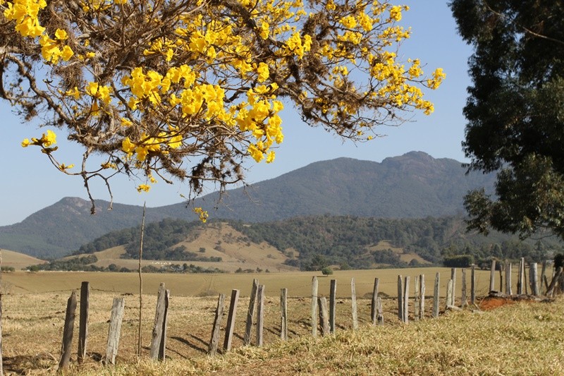 "Mais uma visita nesta manh, um Ip-amarelo....." de Decio Badari