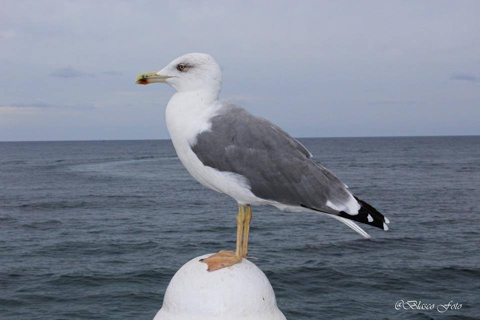 "La gaviota" de Luis Blasco Martin