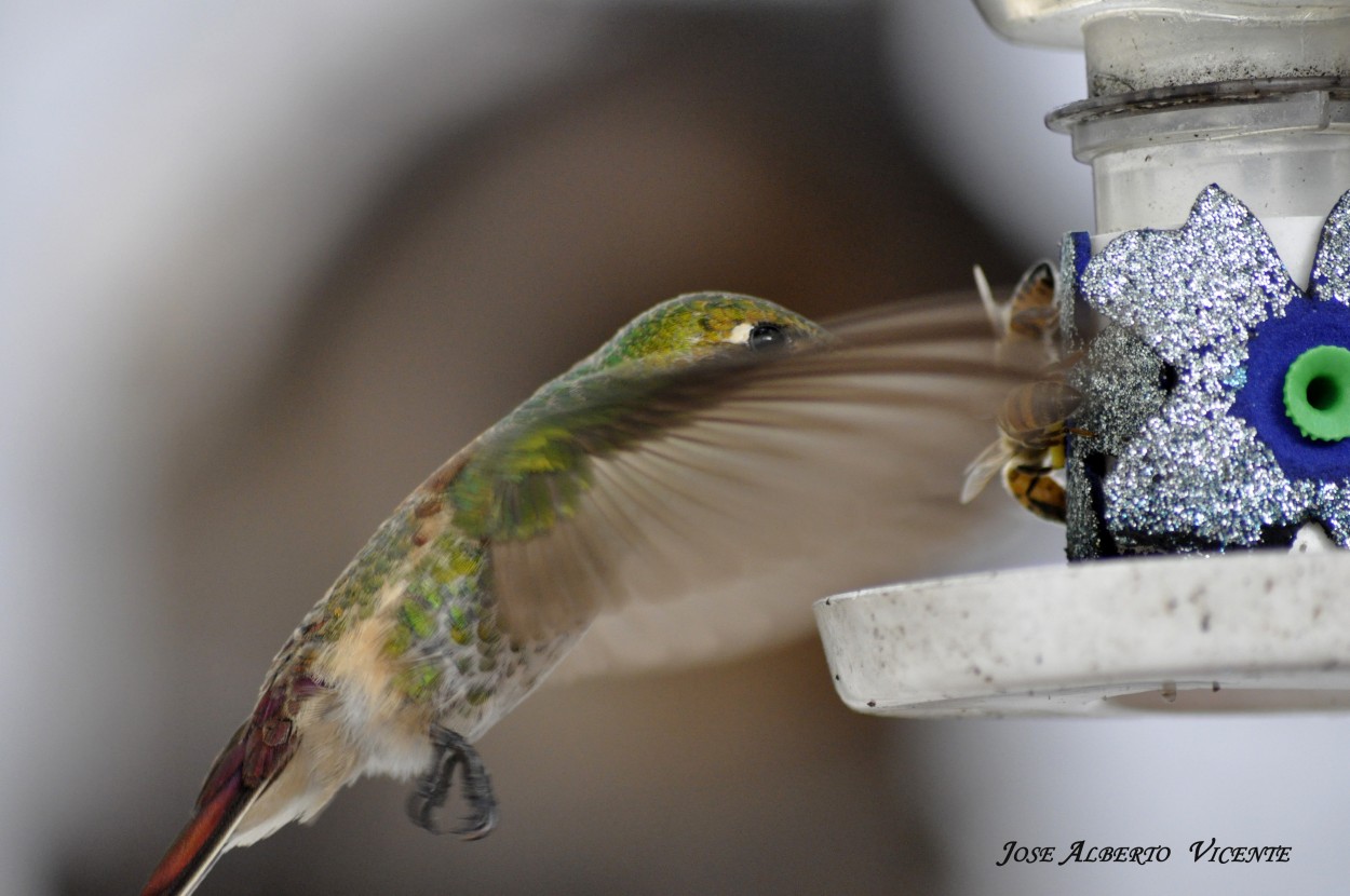 "COLIBRI" de Jose Alberto Vicente