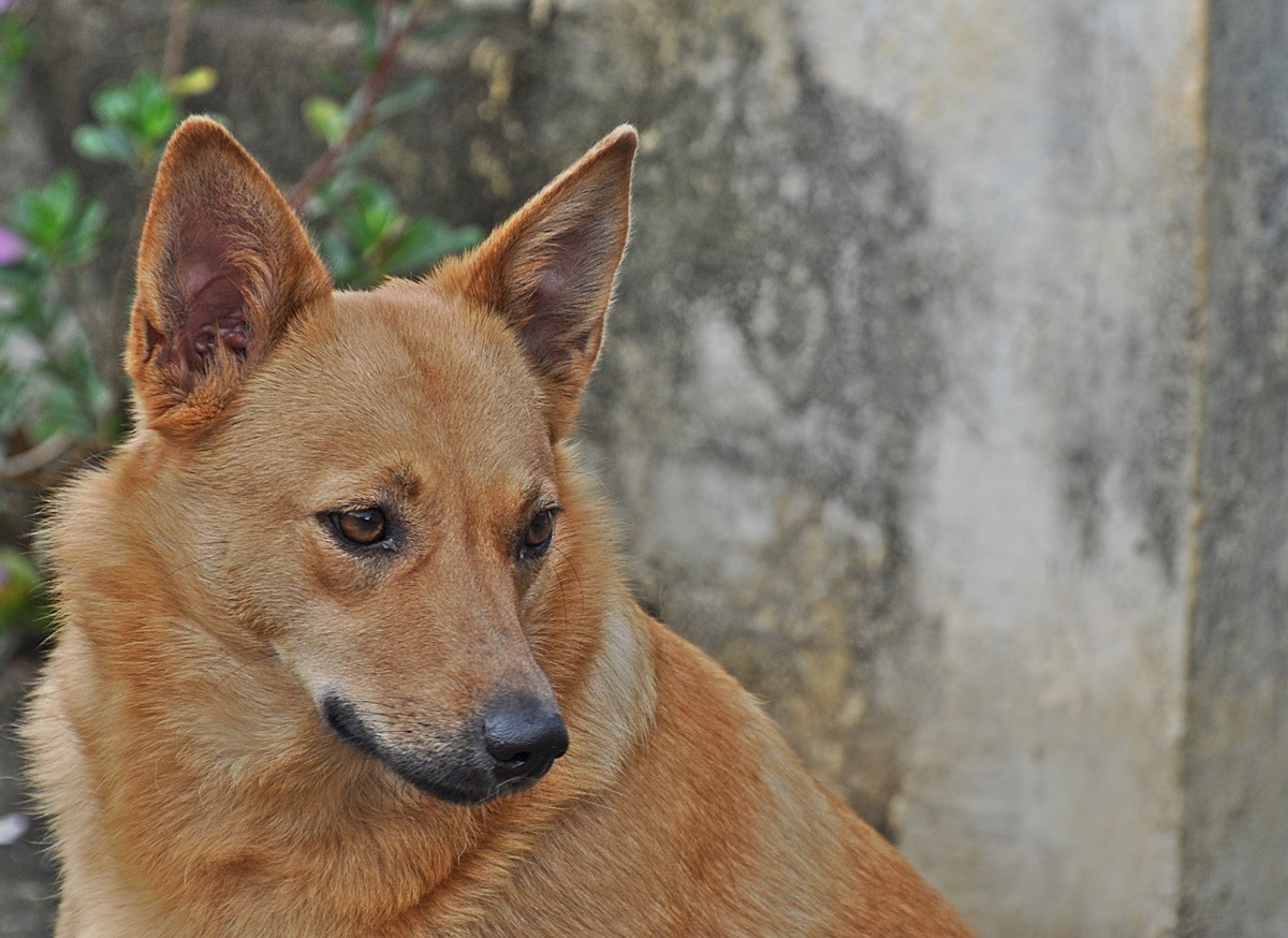 "O bom dos animais  que eles no falam......." de Decio Badari