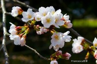 cerezo en flor SAKURA