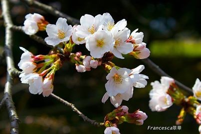 "cerezo en flor SAKURA" de Amparo Josefina Maggi