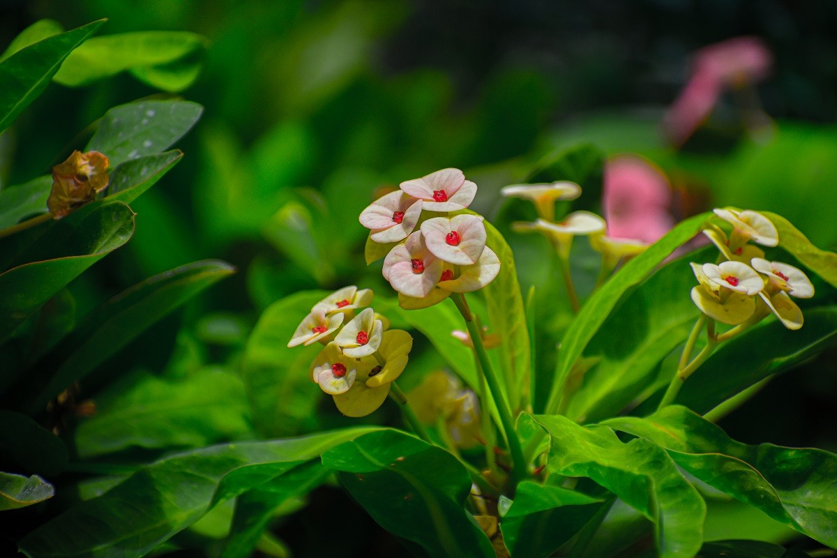 "Euphorbia" de Mario Alejandro Lima Cruz