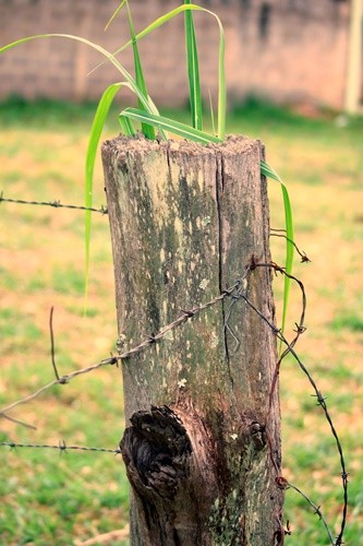 "Um olhar no campo entre formas e texturas....." de Decio Badari