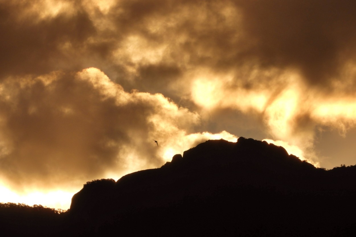 "A volta para o ninho, neste fim de tarde....." de Decio Badari