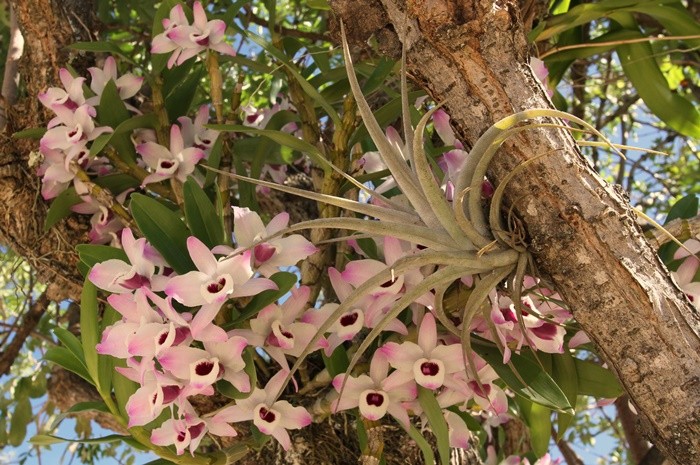 "Olho-de-boneca  Dendrobium nobile.........." de Decio Badari