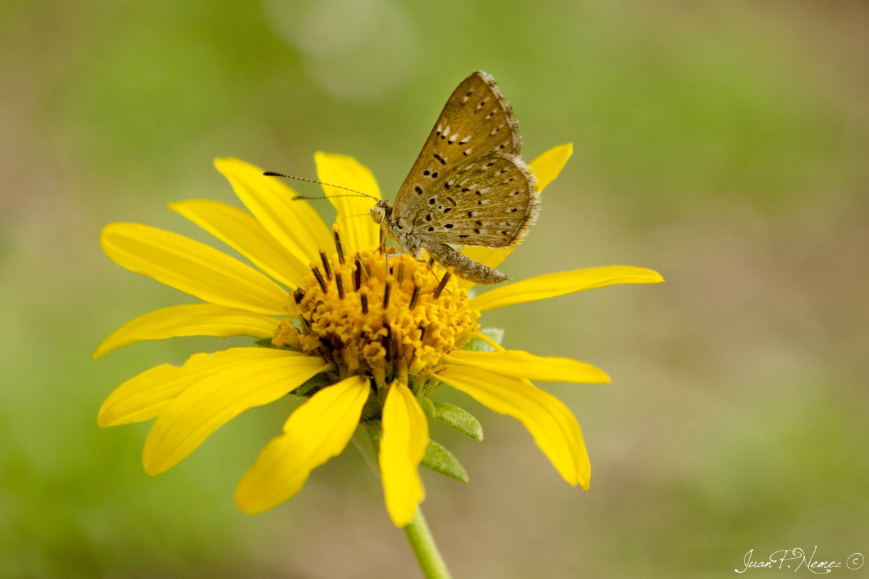 "Mariposa nn" de Juan P. Nemec