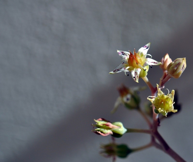 "Mais um bom ` projeto ` da Me Natureza....." de Decio Badari