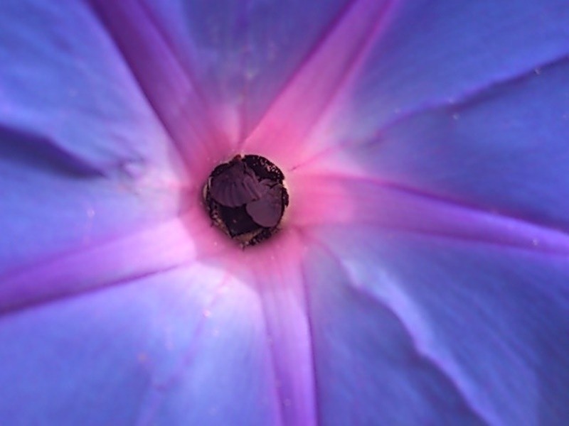 "Glria-da-manh  Ipomoea purpurea........" de Decio Badari