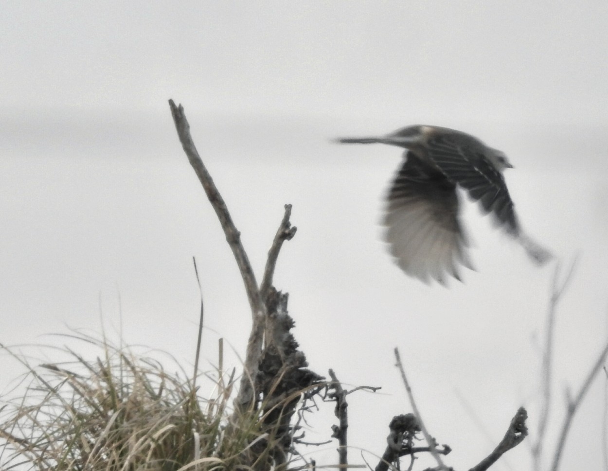 "Vuelo de pjaro...." de Marcelo Di Marco