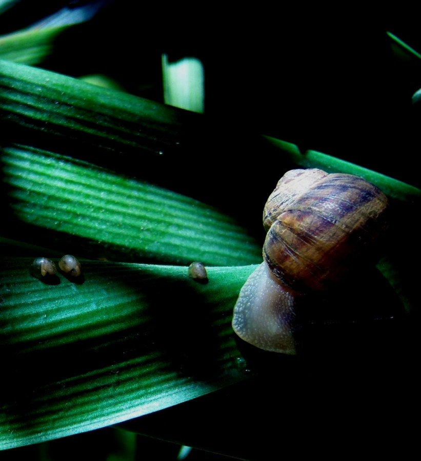 "caracol" de Beatriz Di Marzio