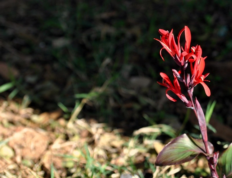 "Mais um colorido ` projeto ` da Me Natureza....." de Decio Badari