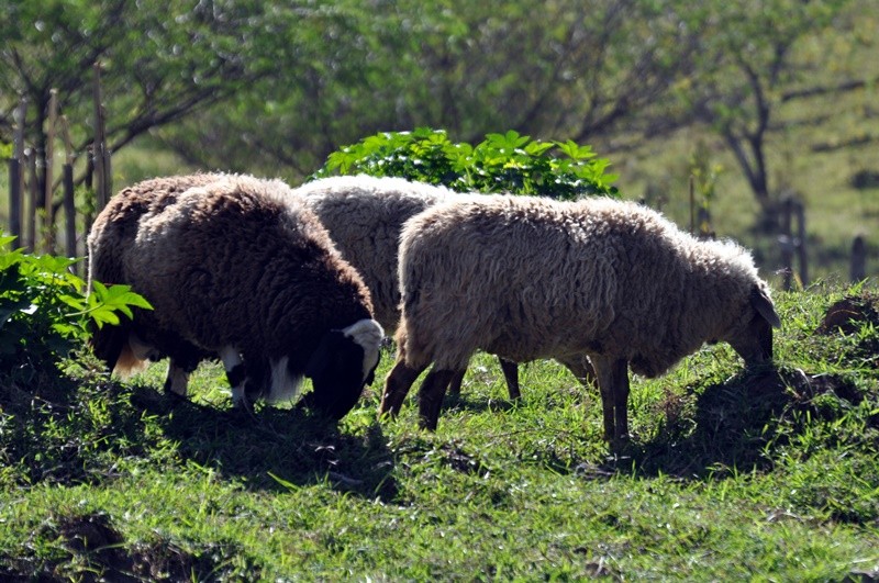 "O olhar desta manh e a busca do verde....." de Decio Badari