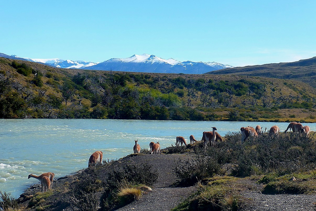 "guanacos" de Delia Raquel Sakauskas