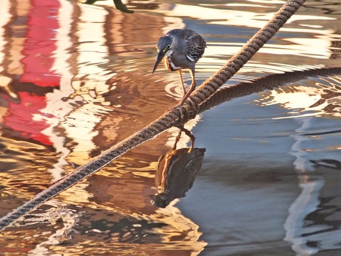 "No Rio Paraguai, um ` Soc ` equilibrista......" de Decio Badari