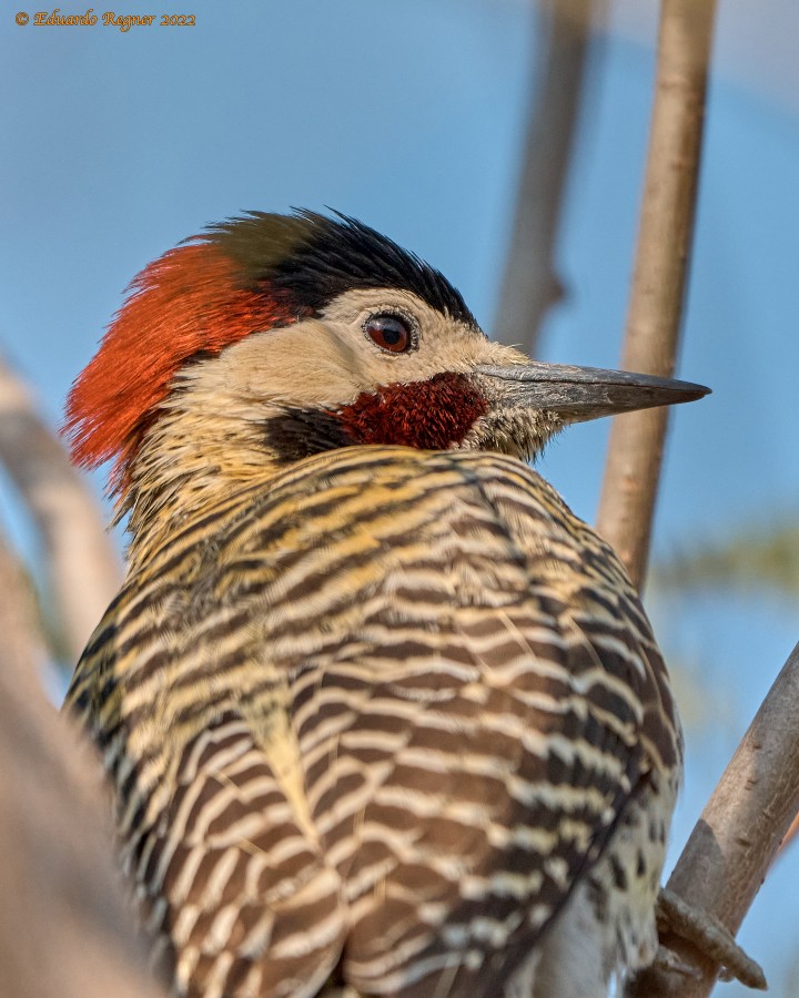 "Carpintero Real - Colaptes melanochloros" de Eduardo Regner