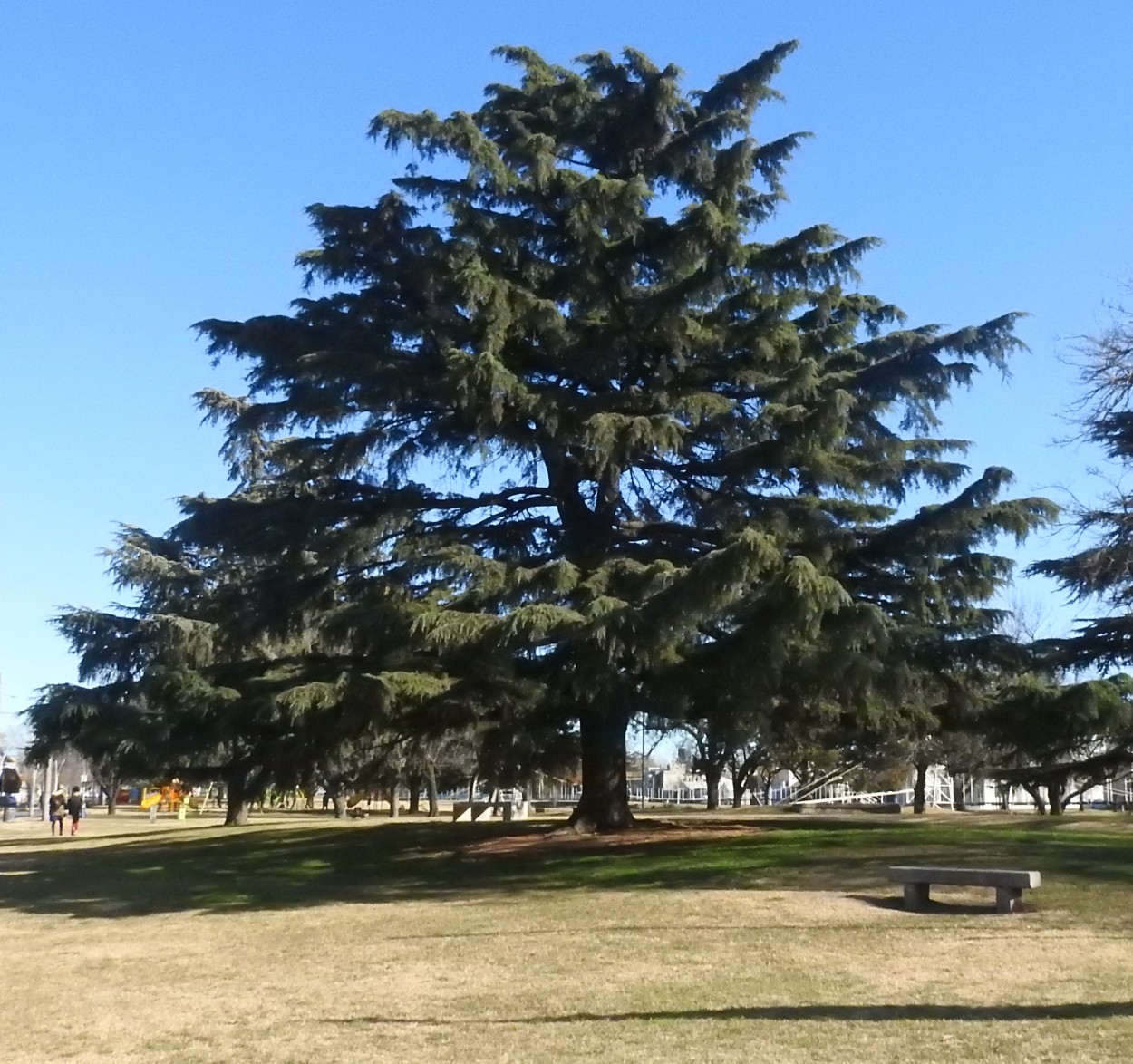 "El rbol.." de Marcelo Di Marco