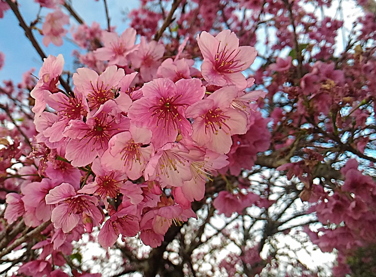 "Com o celular, meu olhar na flor da Cerejeira....." de Decio Badari