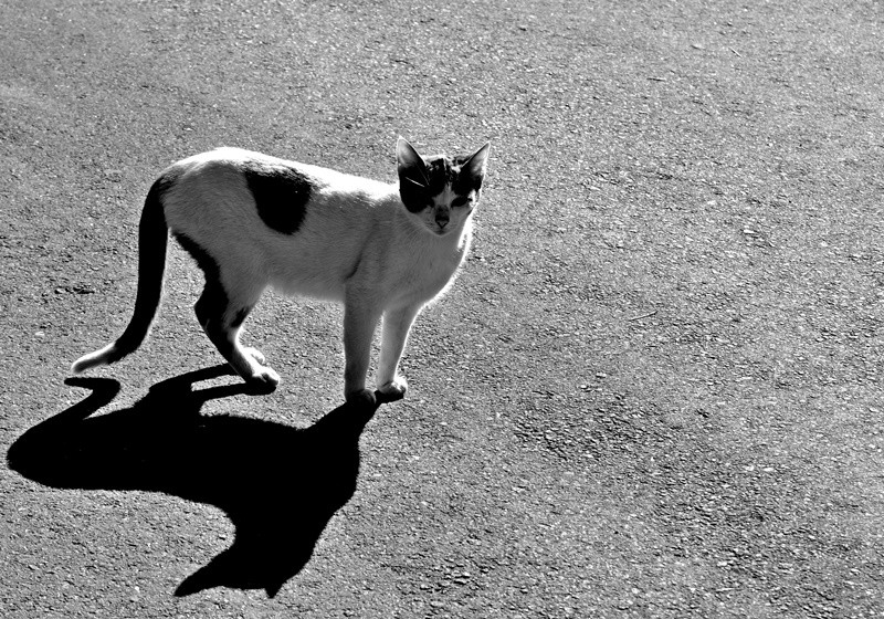 "Gatos so poemas ambulantes........" de Decio Badari