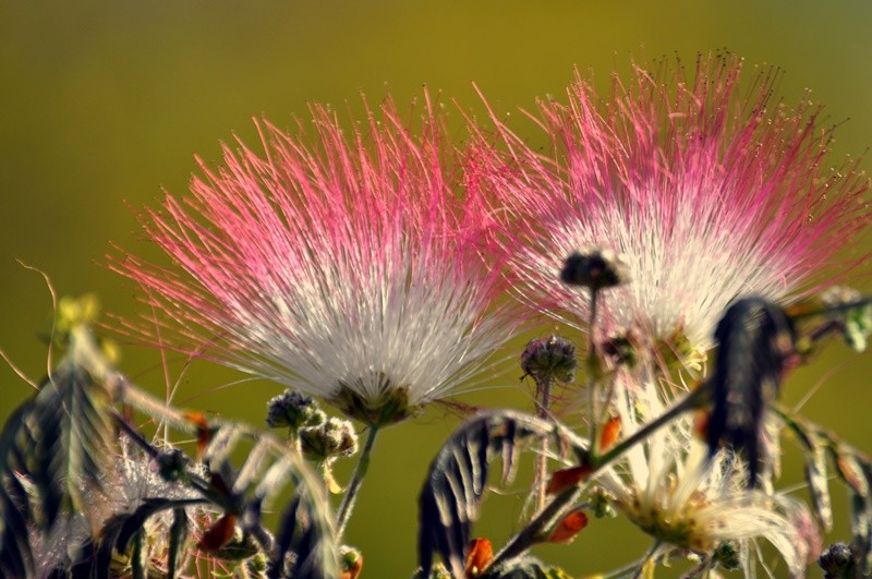 "Lado a lado : Caliandra  Calliandra tweedii" de Decio Badari