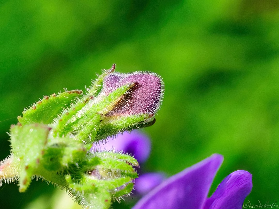 "detalles de Salvia verbenaca" de David Roldn
