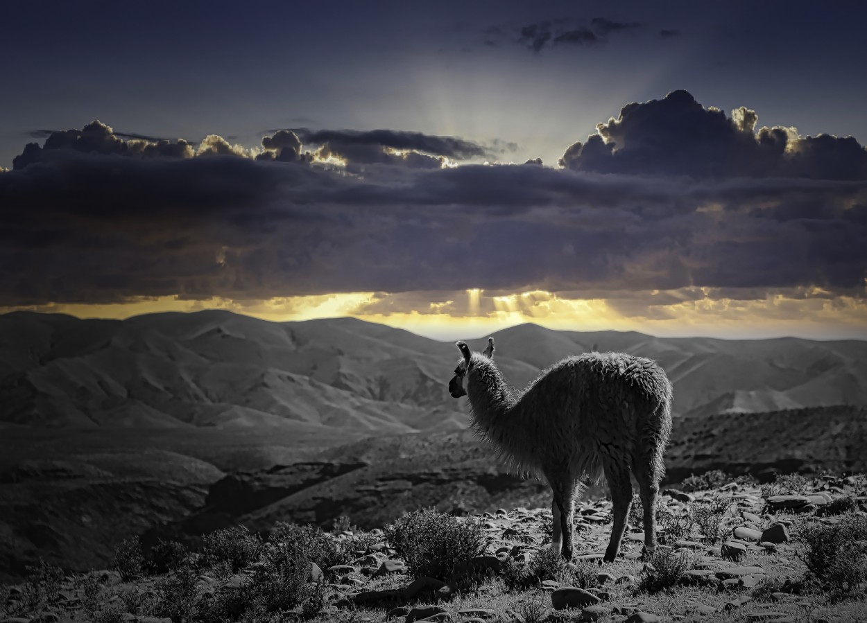 "`Habitante de la Puna...`" de Carlos Cavalieri