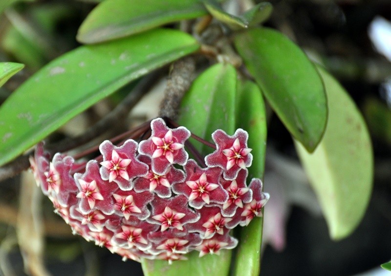 "Flor-de-cera  Hoya carnosa..........." de Decio Badari