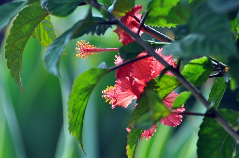 "Nesta luminosa manh, o perfil do `Hibisco `......" de Decio Badari