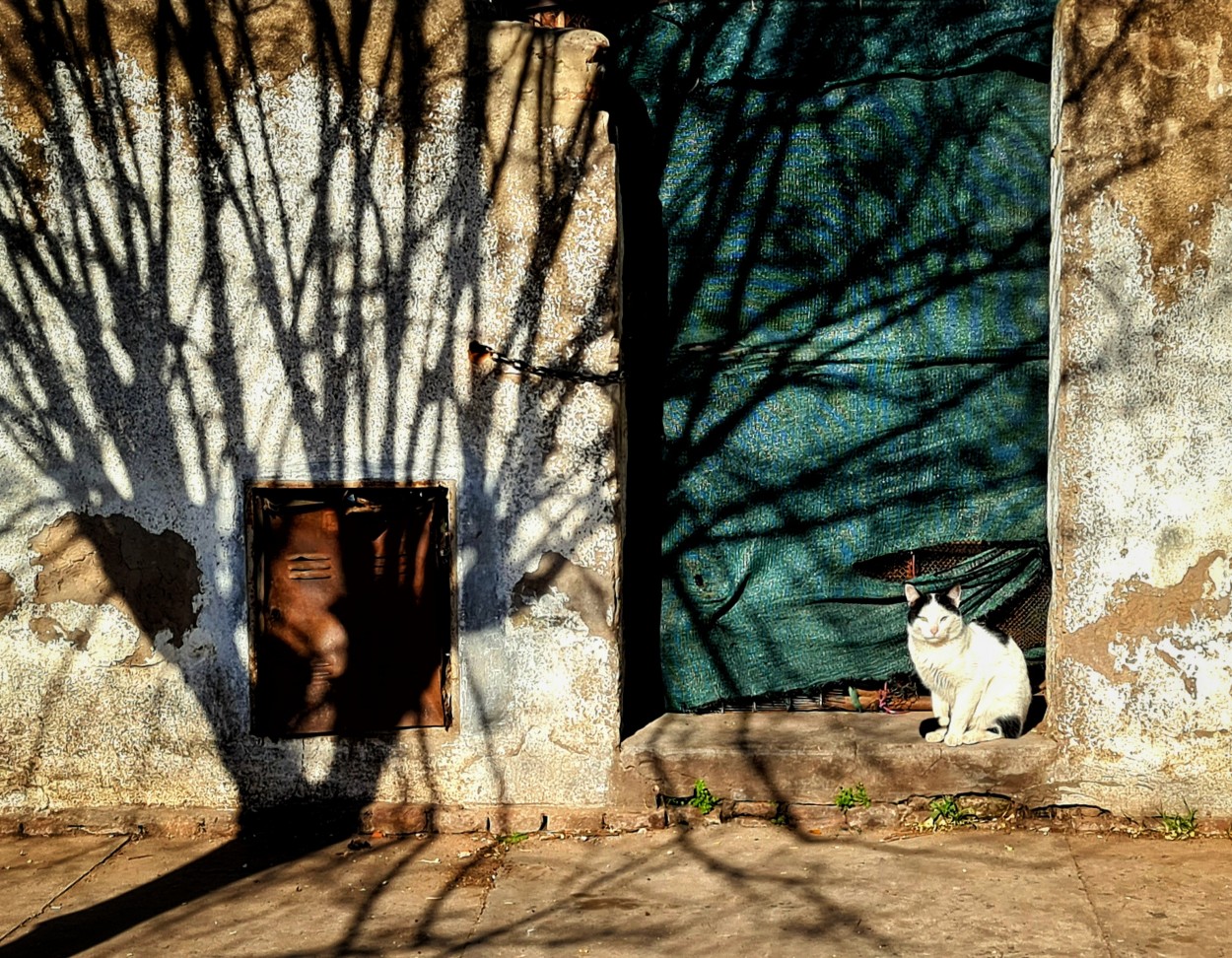 "La sombra y el gato" de Fernando Valdez Vazquez