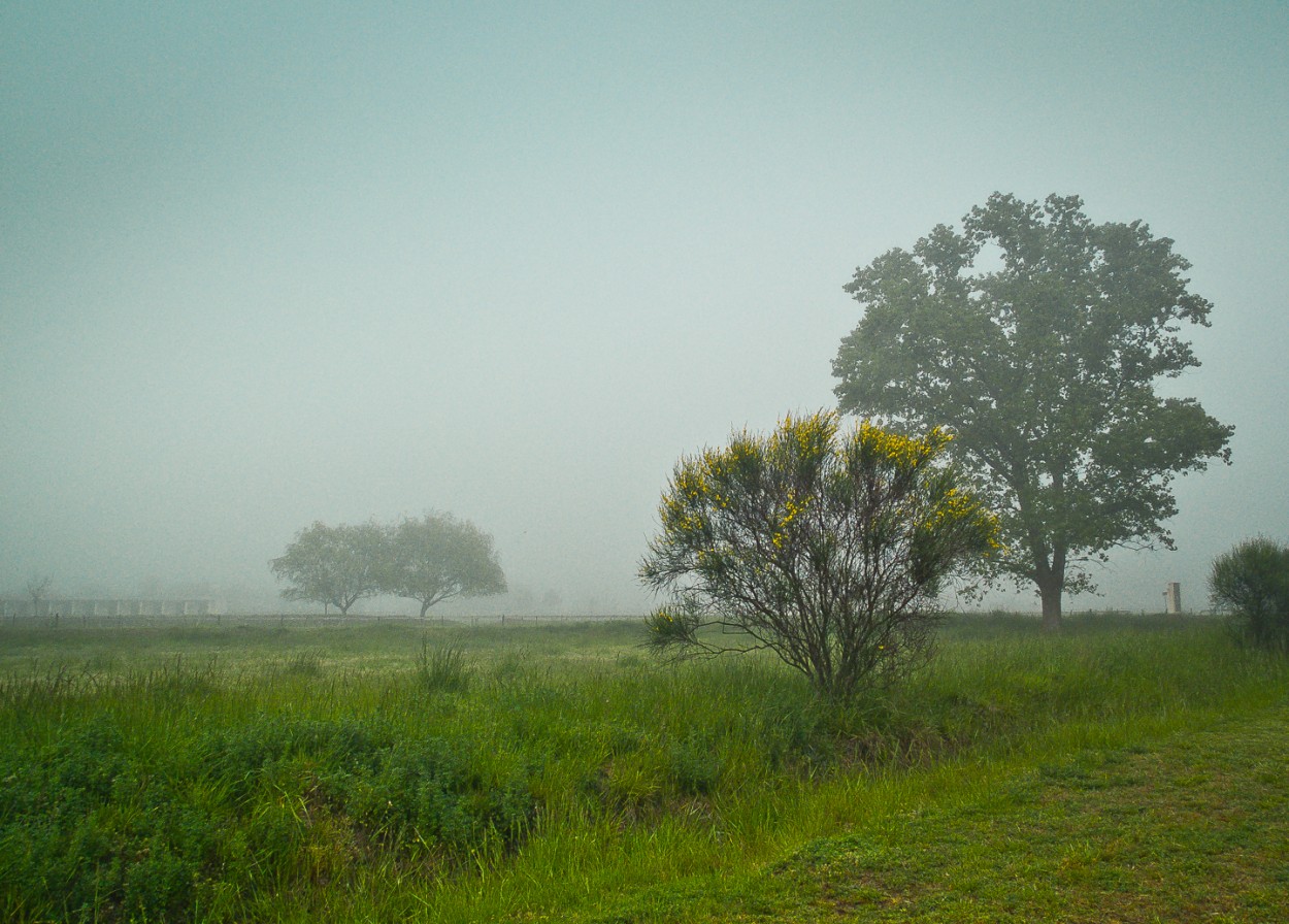 "Flores en la niebla" de Fernando Valdez Vazquez