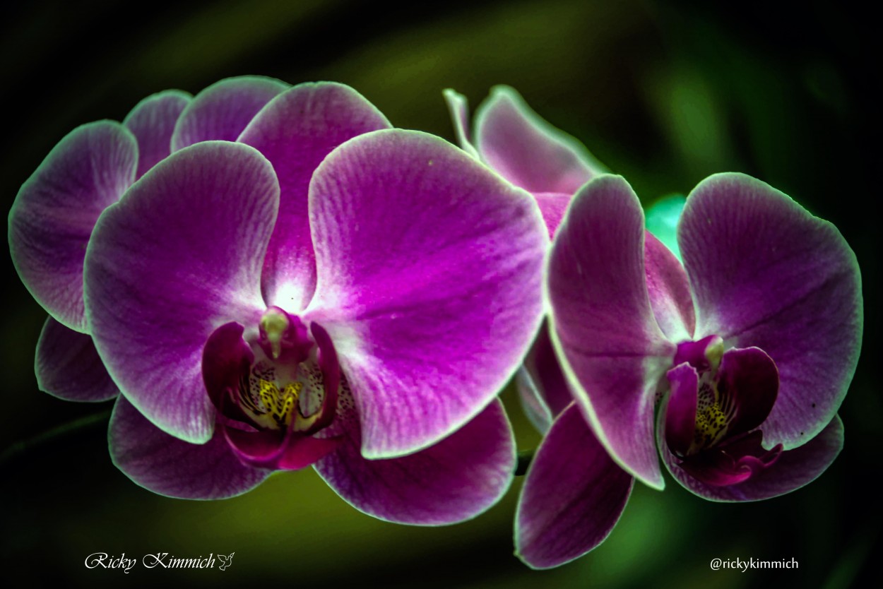 "Phalaenopsis - Orqudea" de Ricky Kimmich